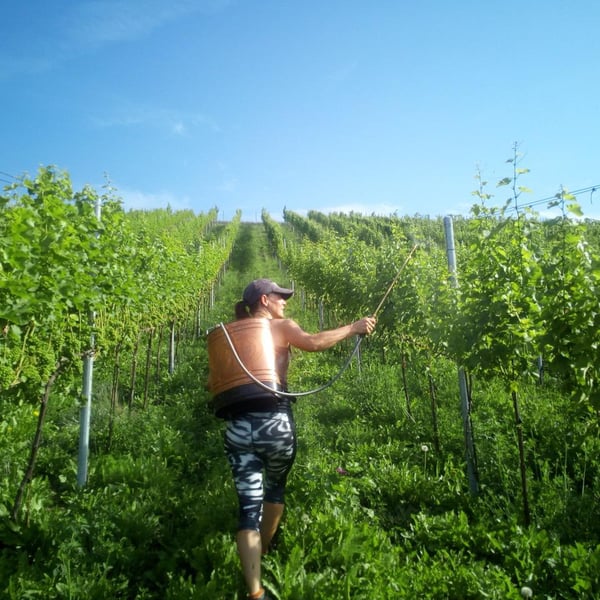 Armin Kienesberger – Biodynamischer Weinbau - Armin Kienesberger