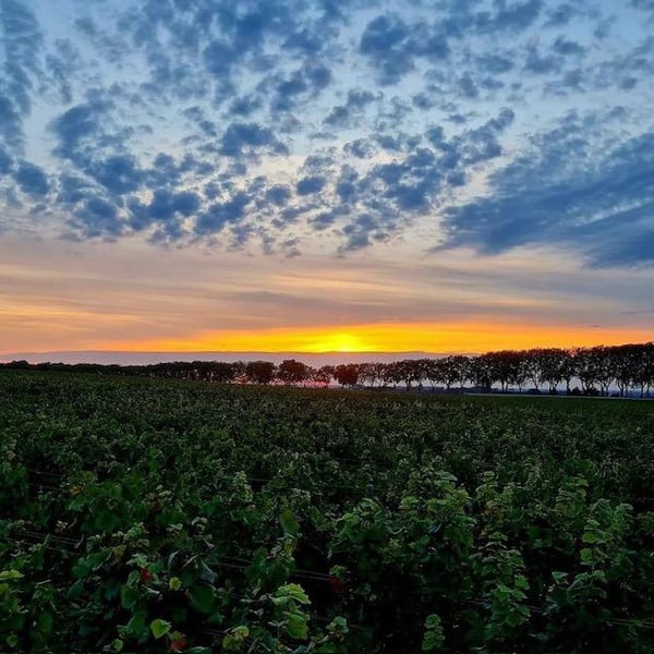 Maison Pinot Noar - Arnaud Lopez