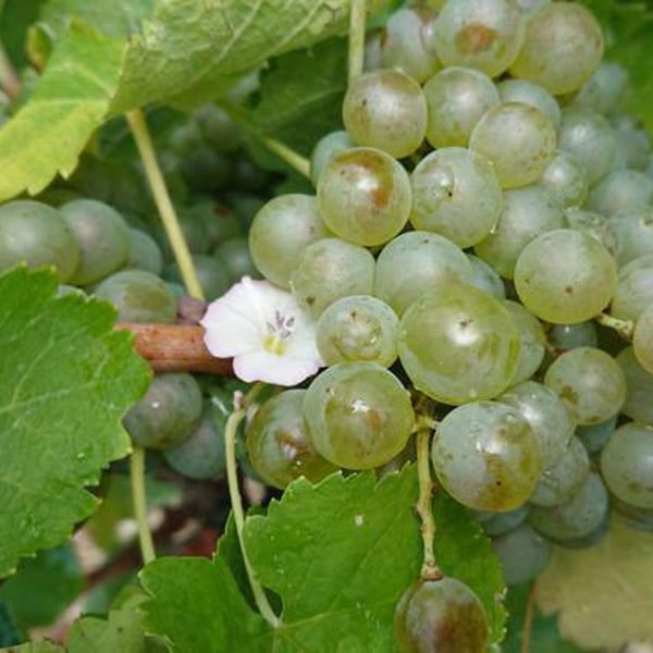 Domaine Cinq Peyres / V Peyres - Charles Bonnafont