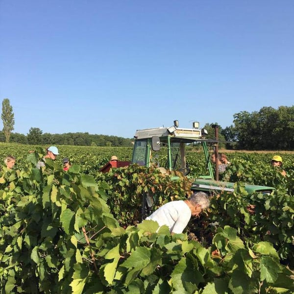 Domaine Cinq Peyres / V Peyres - Charles Bonnafont