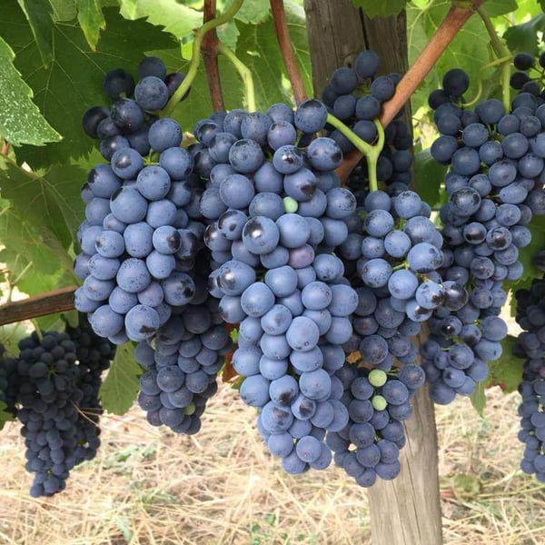 Domaine Cinq Peyres / V Peyres - Charles Bonnafont