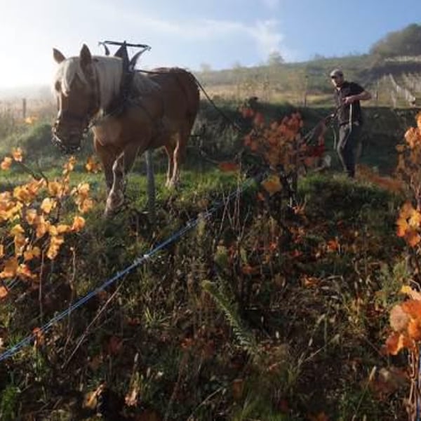 Domaine Thillardon - Aude, Jean-Baptiste, Charles et Paul-Henri Thillardon