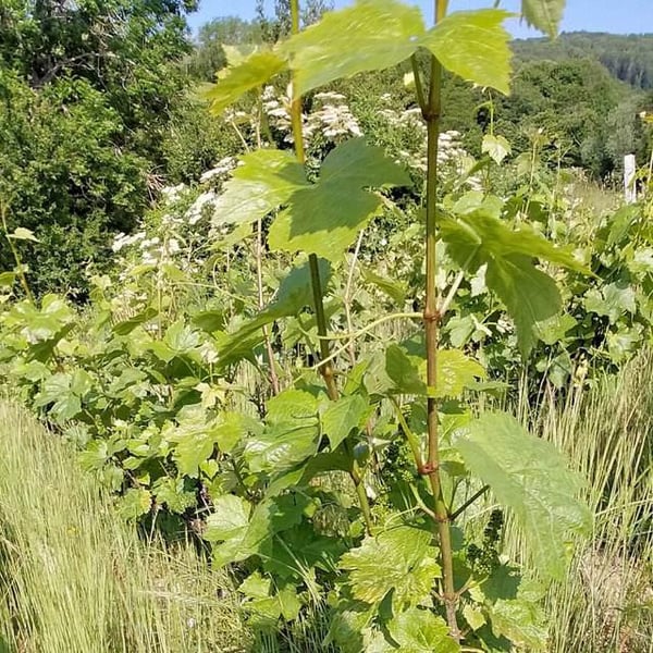 Domaine Aurélie Crozet - Aurélie Crozet