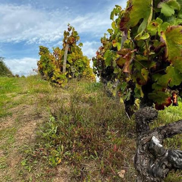 Domaine Aurélie Crozet - Aurélie Crozet