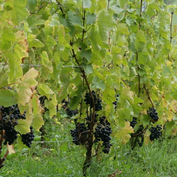 Domaine Aurélien Febvre - Aurélien Febvre