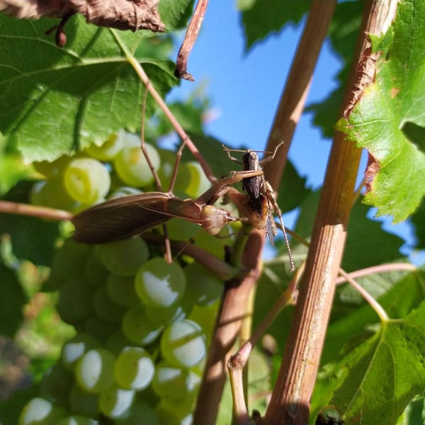 Domaine Aurélien Febvre - Aurélien Febvre