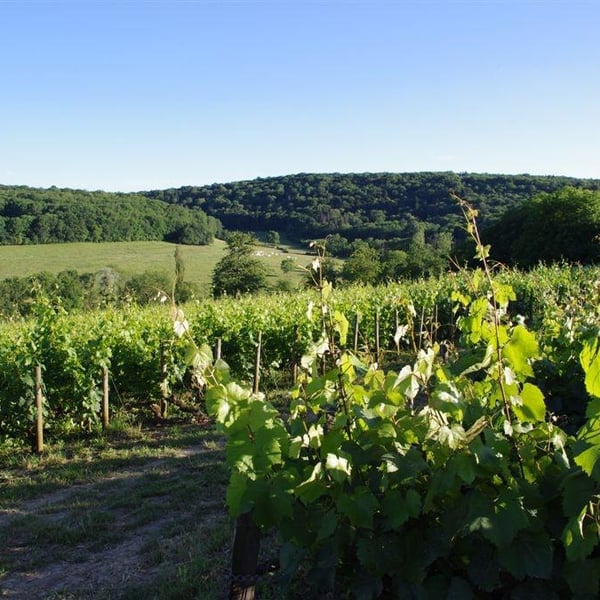 Domaine Aurélien Febvre - Aurélien Febvre