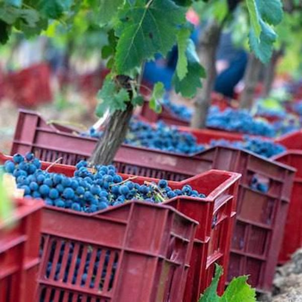 Domaine des Amiel - Aymeric & Jordan Amiel