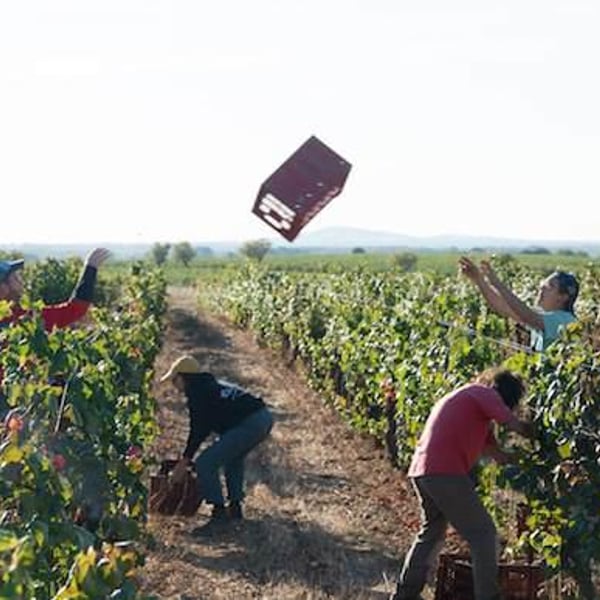 Domaine des Amiel - Aymeric & Jordan Amiel