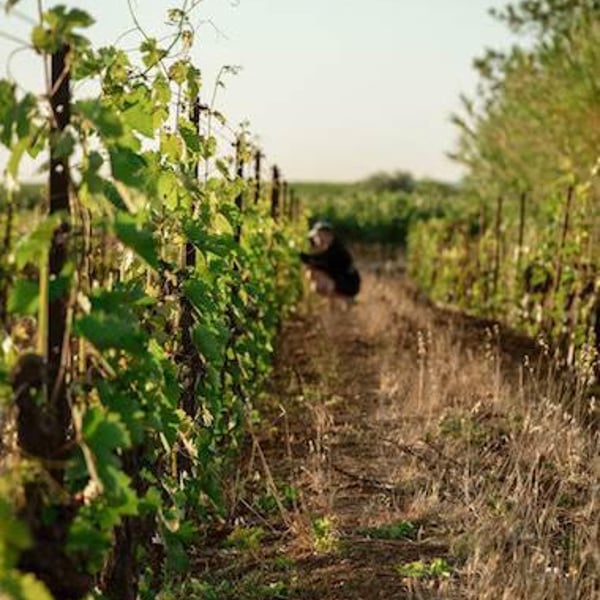 Domaine des Amiel - Aymeric & Jordan Amiel