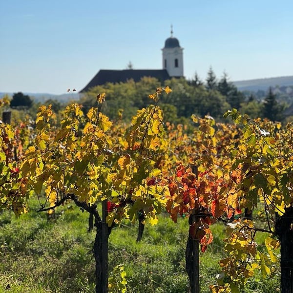 Palya Wines - Balázs Palya and Julcsi Mészáros