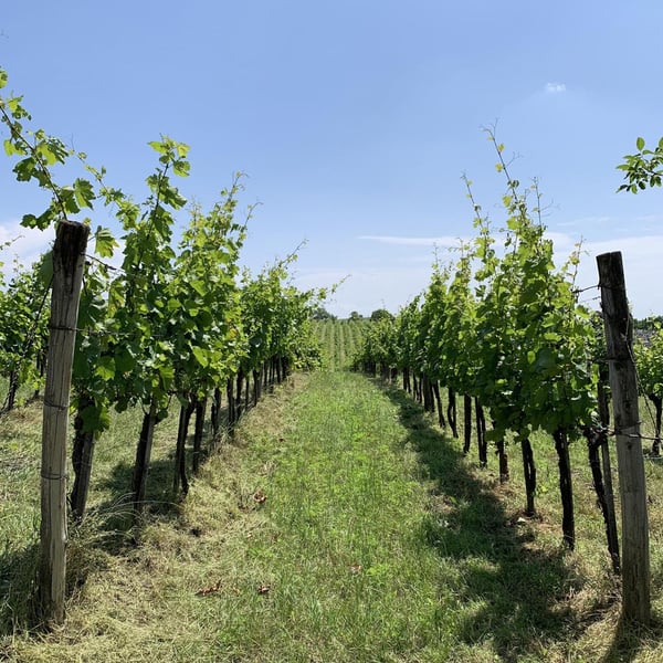 Palya Wines - Balázs Palya and Julcsi Mészáros