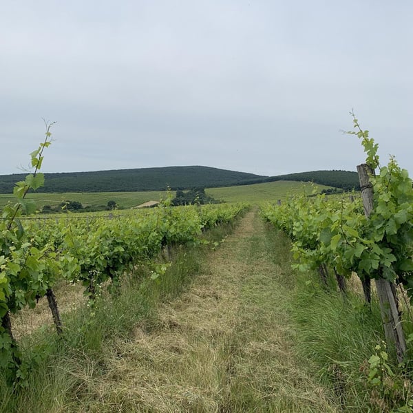 Palya Wines - Balázs Palya and Julcsi Mészáros