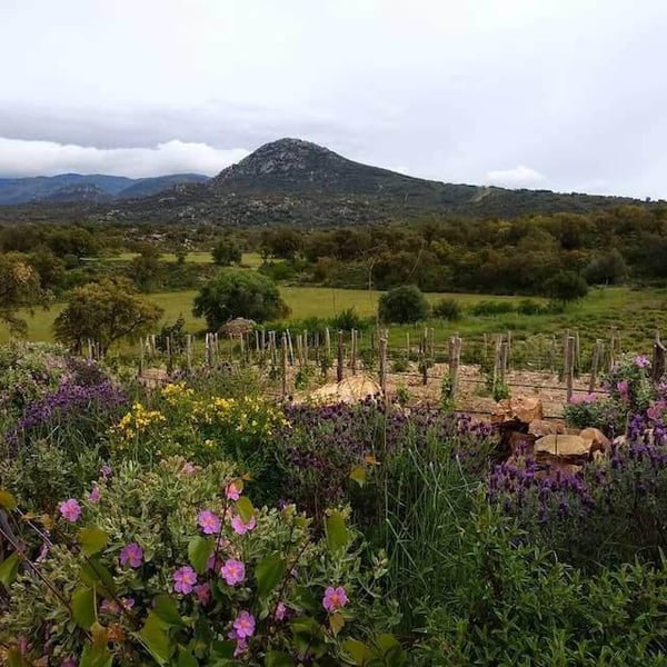 Celler La Gutina - Barbara Magugliani & Joan Carles Torres