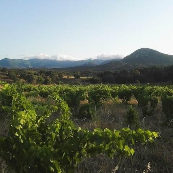 Celler La Gutina - Barbara Magugliani & Joan Carles Torres