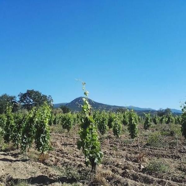 Celler La Gutina - Barbara Magugliani & Joan Carles Torres