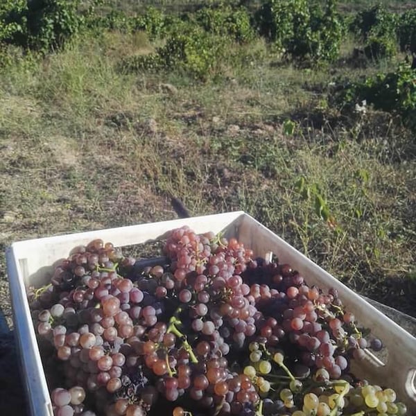 Celler La Gutina - Barbara Magugliani & Joan Carles Torres