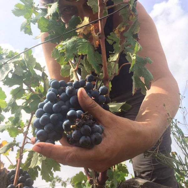 Celler La Gutina - Barbara Magugliani & Joan Carles Torres