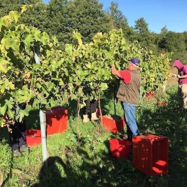Azienda Agricola Corvagialla - Beatrice Arweiler