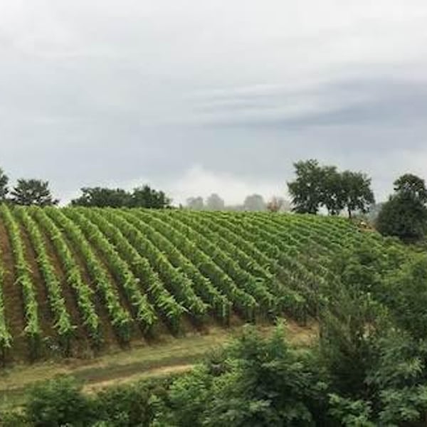 Azienda Agricola Corvagialla - Beatrice Arweiler