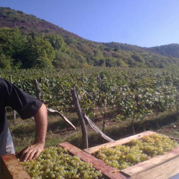Gotsa Family Wines - Beka Gotsadze, Nina Gotsadze