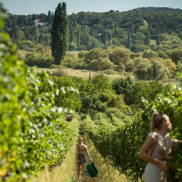 Grand Vin de Barnag - Bence Szilágyi