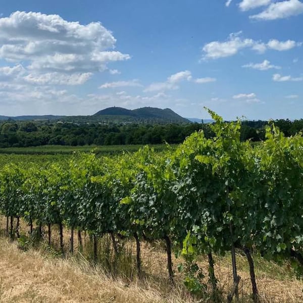 Grand Vin de Barnag - Bence Szilágyi