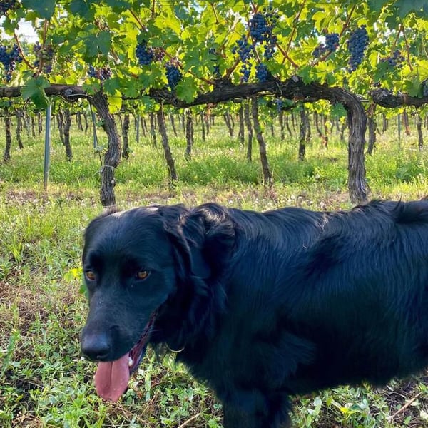 Grand Vin de Barnag - Bence Szilágyi