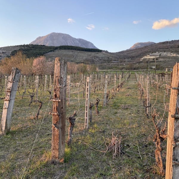 Societa' Agricola Montetino - Benedetta Nicomede & Marco Carone
