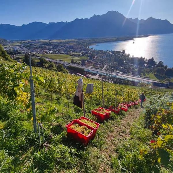 Domaine de La Riva - Benjamin Dupas