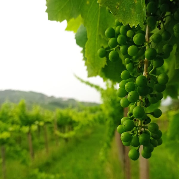 Klanc Vina - Benjamin Gorjup
