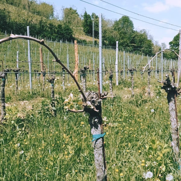 Klanc Vina - Benjamin Gorjup