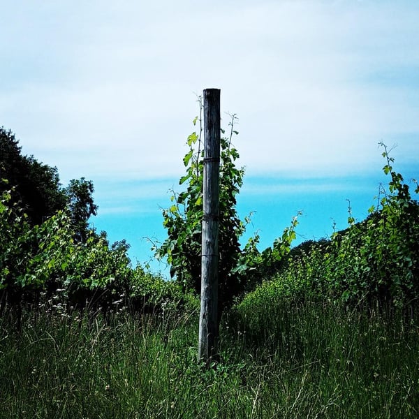 Klanc Vina - Benjamin Gorjup