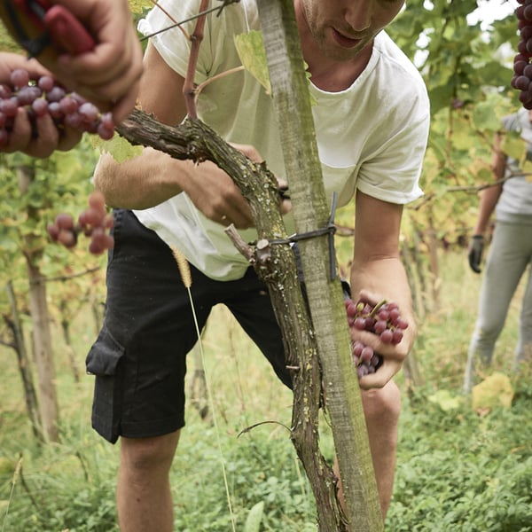 Weingut Lanz - Benjamin Lanz
