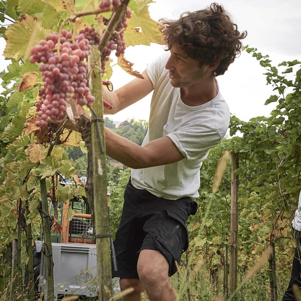 Weingut Lanz - Benjamin Lanz