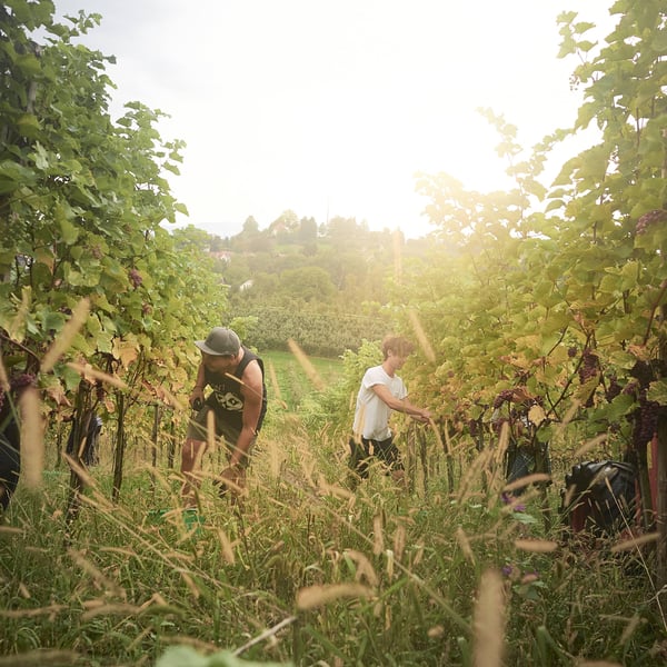 Weingut Lanz - Benjamin Lanz