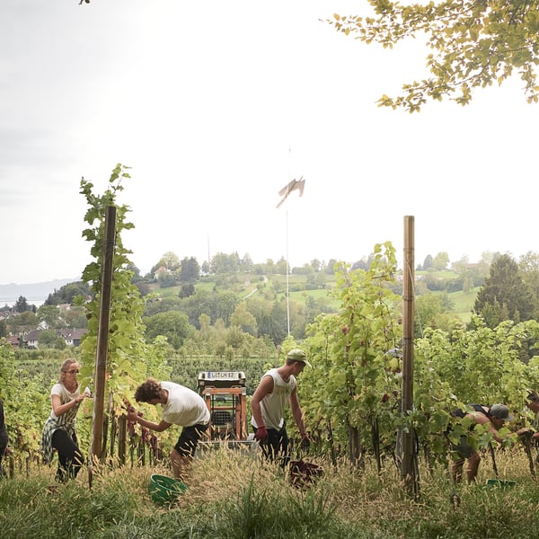 Weingut Lanz - Benjamin Lanz