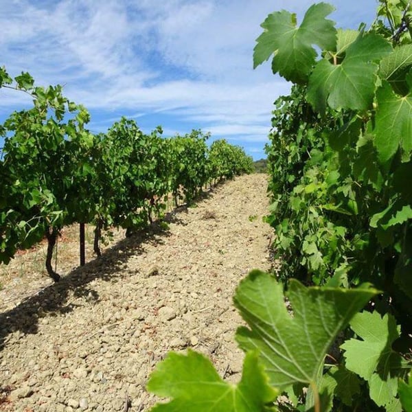 Domaine les Gragnotes - Benoit Guillot & Erika Mazer