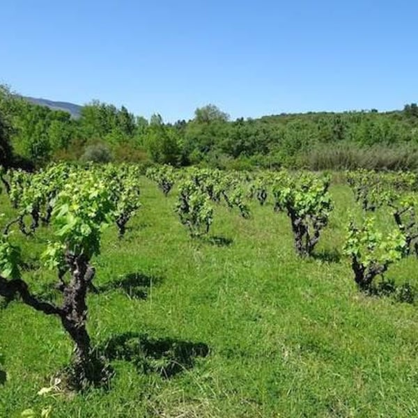 Domaine les Gragnotes - Benoit Guillot & Erika Mazer