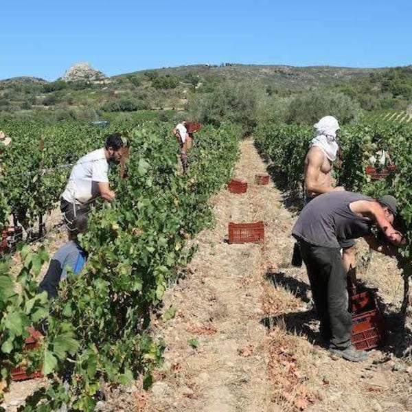 Domaine les Gragnotes - Benoit Guillot & Erika Mazer