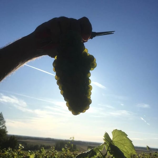 Domaine de la Côtelette - Sandra et Benoît Kilian