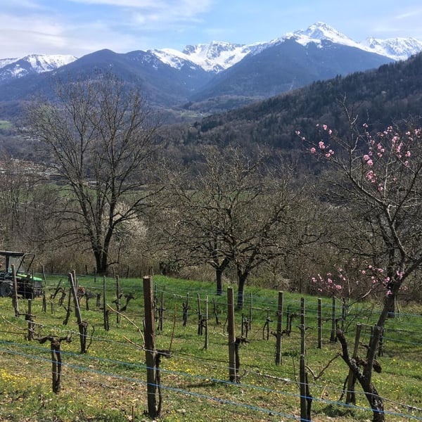 Domaine Chamroch - Benoit Matrot