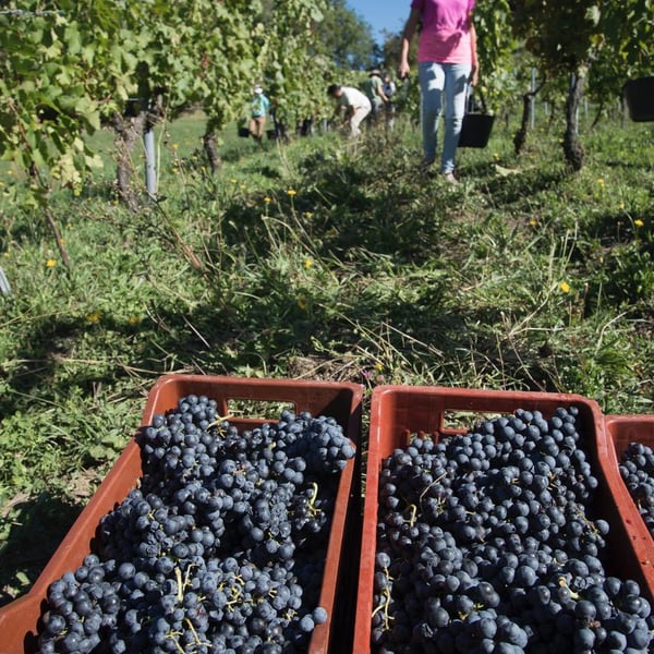 Domaine Chamroch - Benoit Matrot