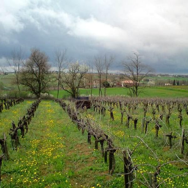 Domaine Plageoles - Bernard, Florent & Romain Plageoles