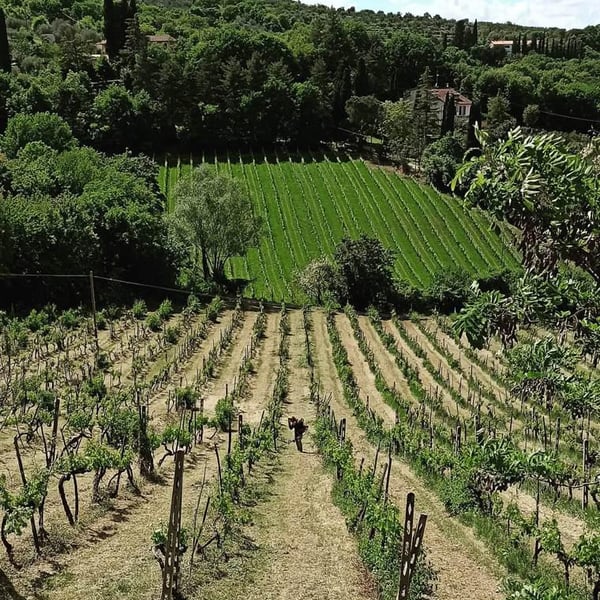 Matrignano - Bianca, Giacomo, Gianna, Pierfrancesco