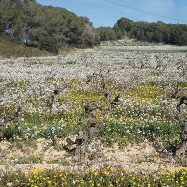 El Jardí dels Sentits - Blanca Ozcáriz Raventós