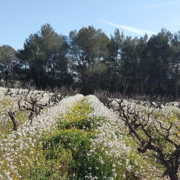 El Jardí dels Sentits - Blanca Ozcáriz Raventós