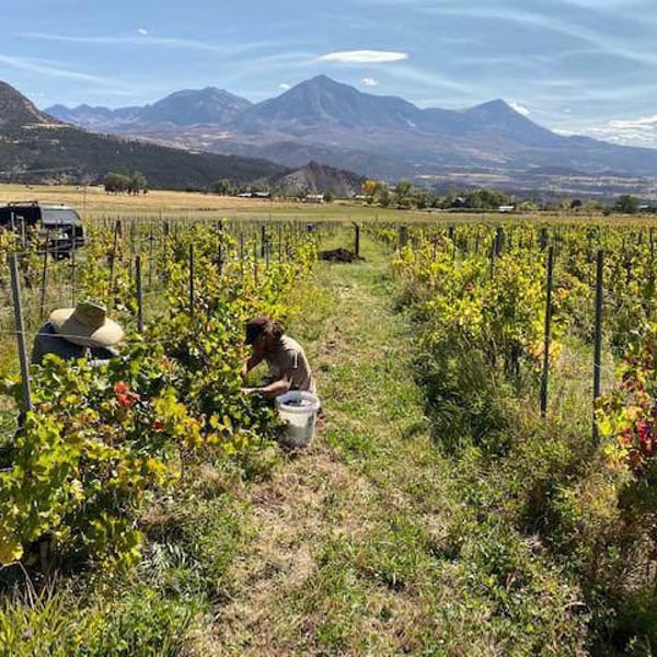 Aquila Cellars - Brandt Thibodeaux & Courtney Geyer