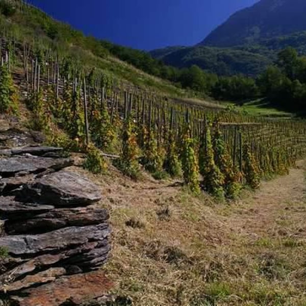 Domaine Des Ardoisières - Brice Omont