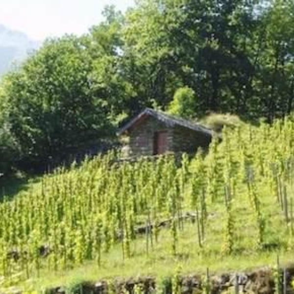 Domaine Des Ardoisières - Brice Omont